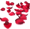 Bed of roses